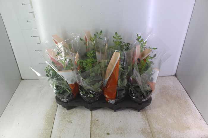 <h4>ARRUDA P15</h4>