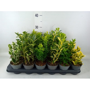 Euonymus   ...