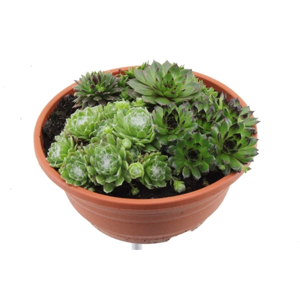 <h4>Sempervivum gemengd</h4>