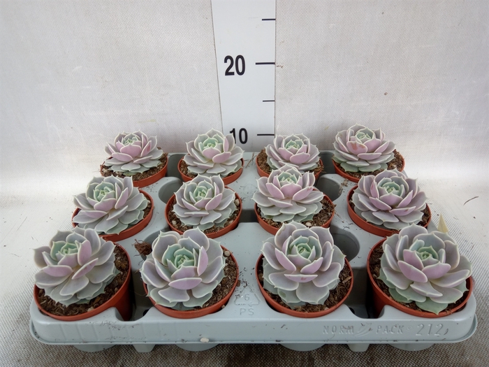 <h4>Echeveria   ...</h4>