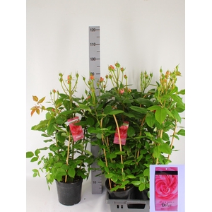 ROSA FL DOLCE SELECT