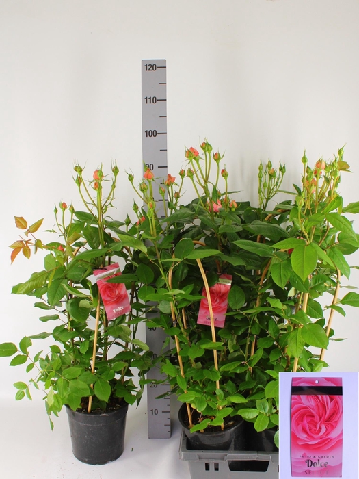 <h4>ROSA FL DOLCE SELECT</h4>