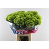 Dianthus Br Kiwi Mellow