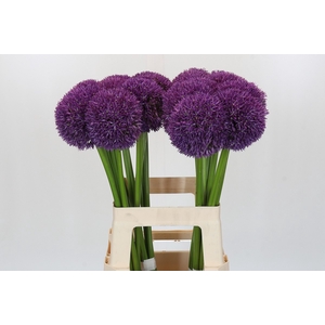 Allium Globemaster