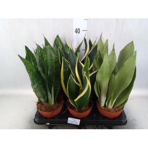 Sansevieria trifa.   ...