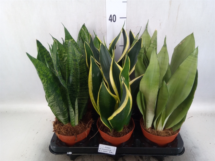 <h4>Sansevieria trifa.   ...</h4>