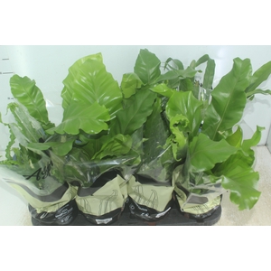 ASPLENIUM VARIADO P14