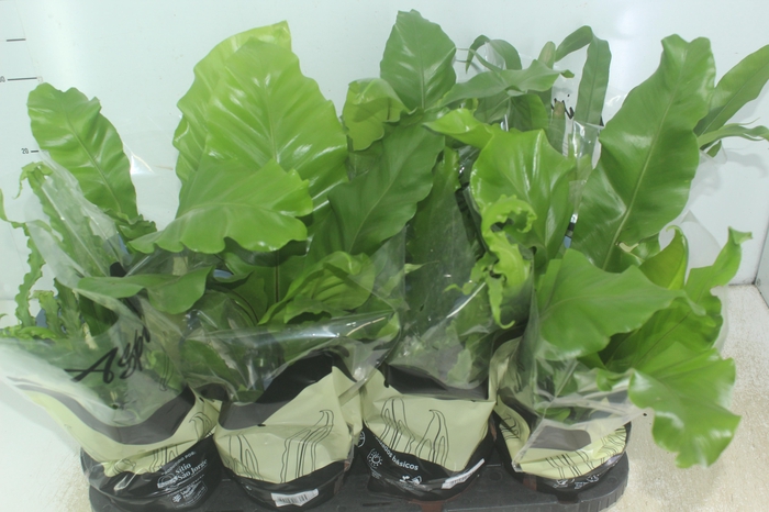 <h4>ASPLENIUM VARIADO P14</h4>