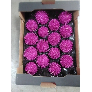 SIERFRUIT CUCUMIS GLITTER ROSE X16