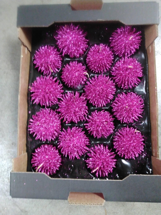 <h4>SIERFRUIT CUCUMIS GLITTER ROSE X16</h4>