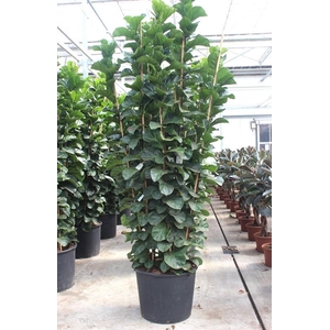 Ficus lyrata bambino 9 per pot