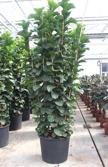 <h4>Ficus lyrata bambino 9 per pot</h4>