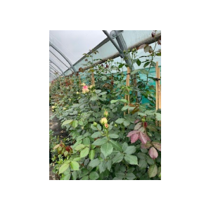 Rosa Floribunda Grp overig