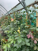 <h4>Rosa Floribunda Grp overig</h4>