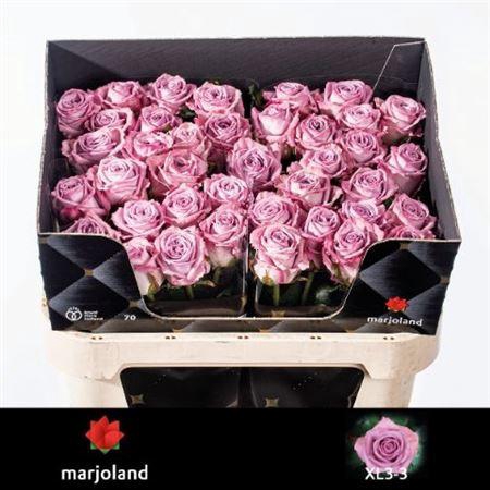 <h4>Rosa a grande fleur Nayeli!</h4>