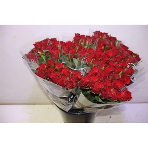 R Gr Simply Red+ X10