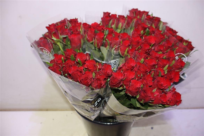 <h4>R Gr Simply Red+ X10</h4>