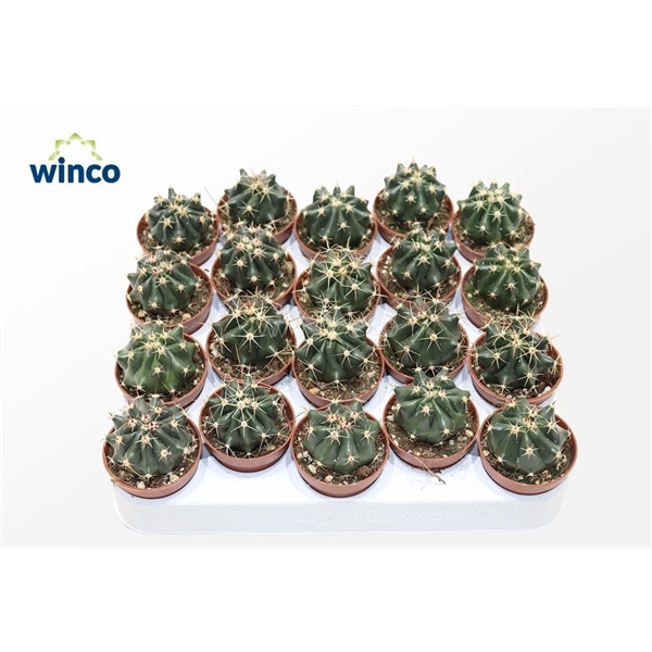 <h4>Ferocactus Townsendianus Brevispinus</h4>