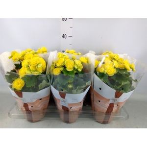 Begonia elat. HL 'Nadine'