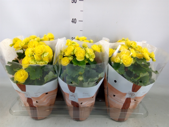 <h4>Begonia elat. HL 'Nadine'</h4>