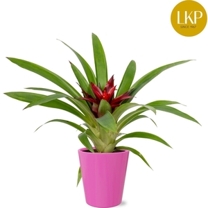 Guzmania Sky Paars Coco