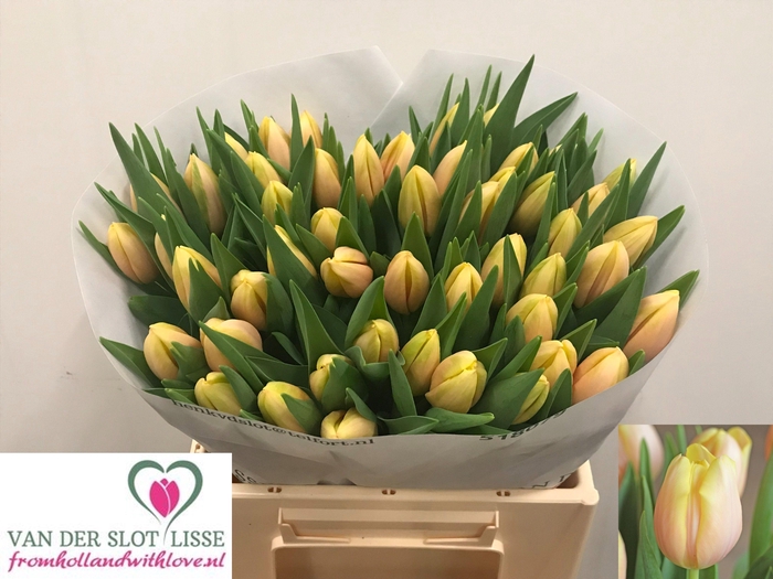 <h4>TU EN MANGO CHARM</h4>