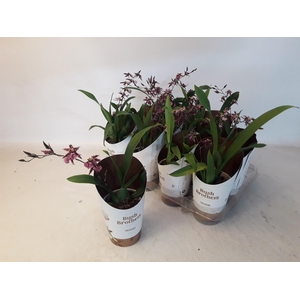 BRASSIA SUMMER DREAM