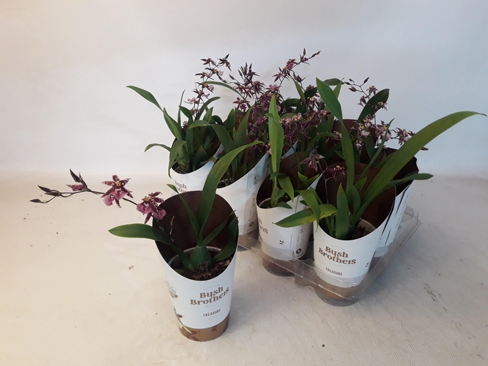 <h4>BRASSIA SUMMER DREAM</h4>