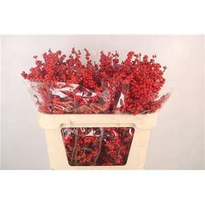 Ilex Verticilata Red Extra