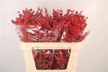 <h4>Ilex Verticilata Red Extra</h4>