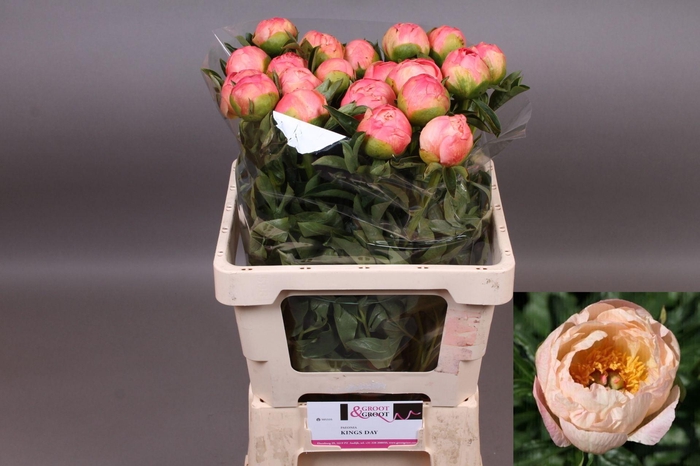 <h4>Paeonia Kings Day | XXL</h4>