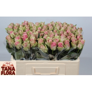 R GR BELLE ROSE
