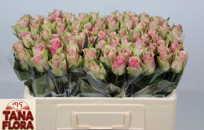 <h4>R GR BELLE ROSE</h4>