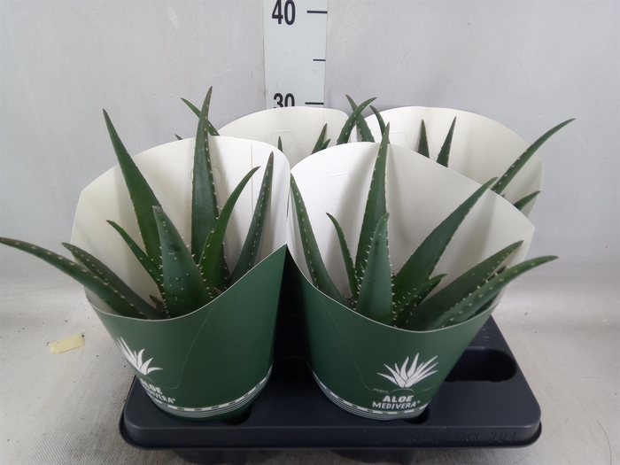 <h4>Aloe  'Equator'</h4>