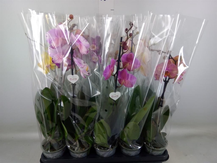 <h4>Phalaenopsis   ...</h4>