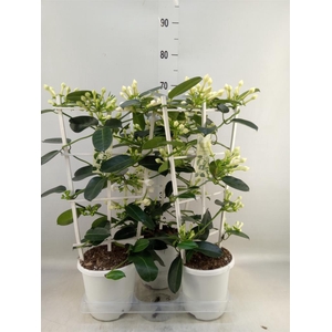 Stephanotis floribunda   ...