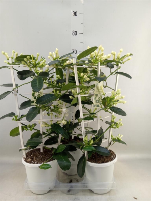 <h4>Stephanotis floribunda   ...</h4>