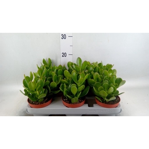 Crassula ovata