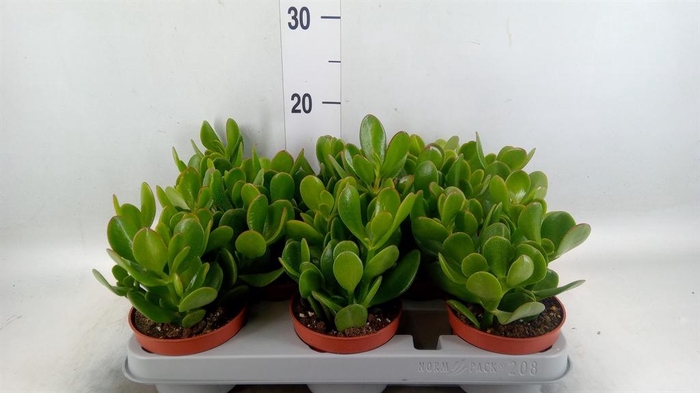 <h4>Crassula ovata</h4>