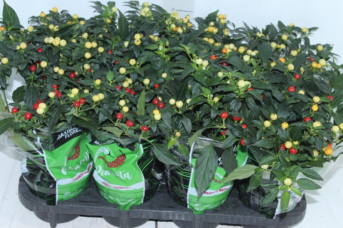 <h4>PIMENTA BODE P14</h4>