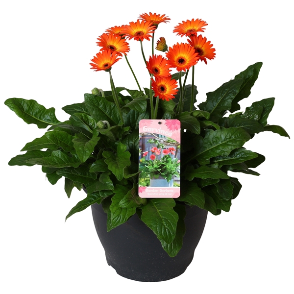 <h4>Gerbera Garvinea 32cm 7bl twister</h4>