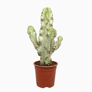 Euphorbia ingens Variegata