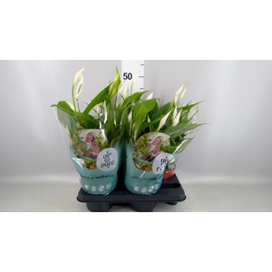 Spathiphyllum  'Pearl Cupido'