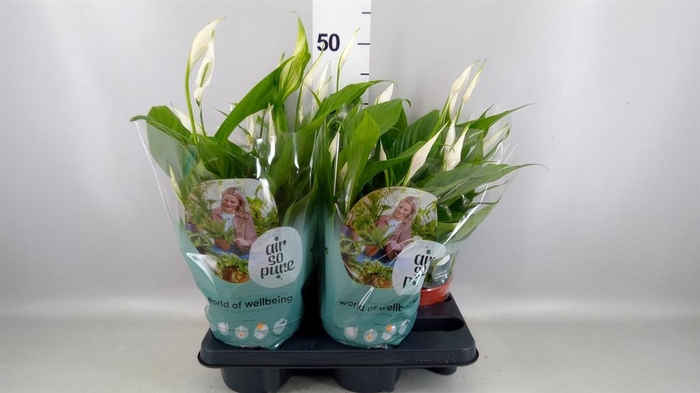 <h4>Spathiphyllum  'Pearl Cupido'</h4>
