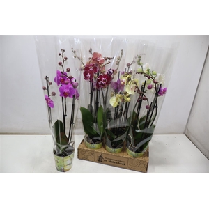 Phal Gem 4 Kl
