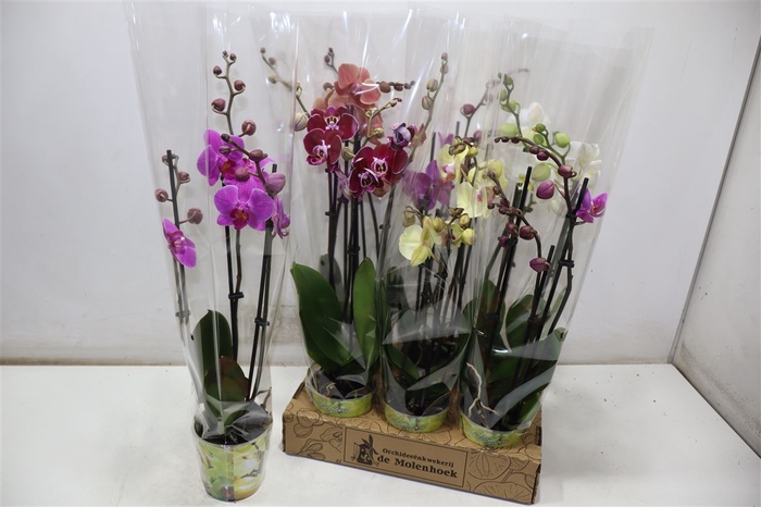 <h4>Phal Gem 4 Kl</h4>
