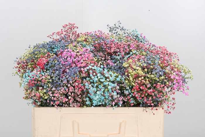 <h4>Gyps Painted Mix</h4>