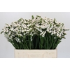 Limonium sinuatum Silvery Sun Birds