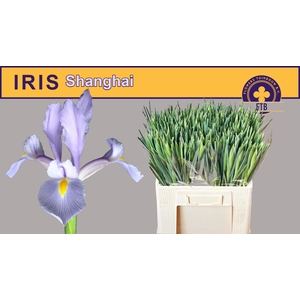 IRIS SHANGHAI