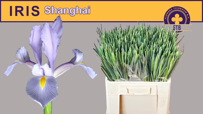 <h4>IRIS SHANGHAI</h4>
